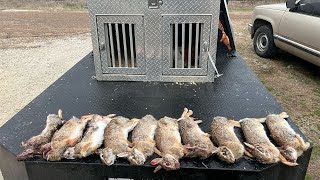 Rabbit Hunting With Beagles (Catch Clean Cook)