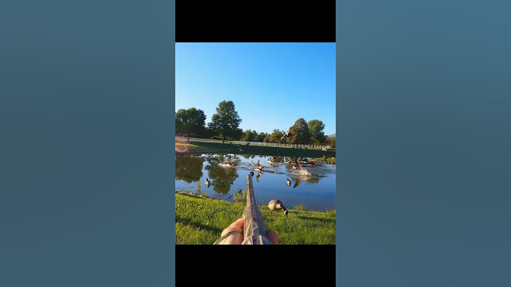 Small Pond, Big Surprise: Massive Goose Flock Hunt #chasse #hunting #goosehunting #duckhunting