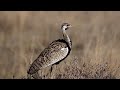 Welcome To Msengi S Tours And Safari Intro Full Documentary Welcome To Msengi S Tours And Safari Intro Full Documentary
