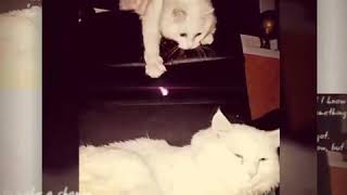 Коты, белые, кошки, Ангорскся Коты, белые, кошки, Ангорскся