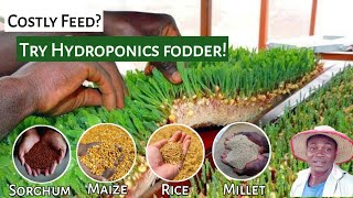 Costly Feed in Nigeria? Try HYDROPONICS FODDER!