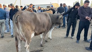 видео: 20 сентября 2025 г АНДИЖОН ХУЖАОБОД МОЛ БОЗОРИ СИГИРЛАР БУГОЗЛАР НАРХЛАРИ ANDIJON XOʻJAOBOD MOL BOZO картинка: 20 сентября 2025 г АНДИЖОН ХУЖАОБОД МОЛ БОЗОРИ СИГИРЛАР БУГОЗЛАР НАРХЛАРИ ANDIJON XOʻJAOBOD MOL BOZO