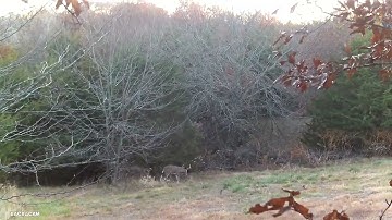 Big 8 shot after making a scrape