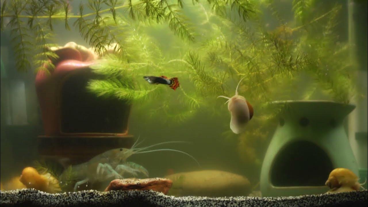 Crayfish, Guppy, Mystery Snail, Bladder Snail Tank Time Lapse YouTube