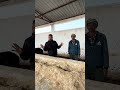 आज चुरारा की गों शाला में गये थे