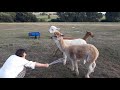 Anitas Alpacas - Cooling down