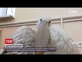 В Одеському зоопарку рятують пелікана
