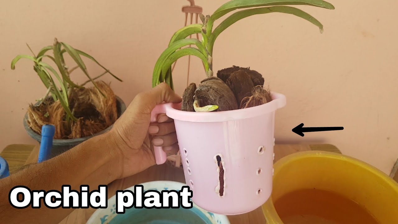All About Orchid Plant How To Repot Orchid Plant Best Soil Mixture