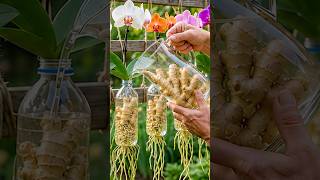 A 100% successful method for propagating Phalaenopsis orchids in recycled plastic bottles.