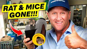 ULTIMATE rat & mice control methods nobody tells you...