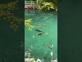 実はここ....全部高知なんだぜ・・・。高知は自然の都会やき。 #高知県