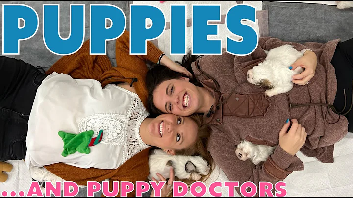 Episode 4- Puppies, Veterinarian, and Mental Healt...