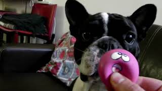 French Bulldog is playing with ball !