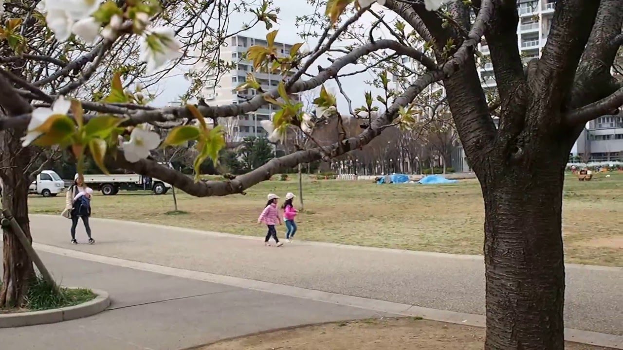お花見散歩 杉並区 桃井原っぱ公園の桜 ２０１６ ３ ２８ Ohanami Sakura Momoi Harappa Park Youtube