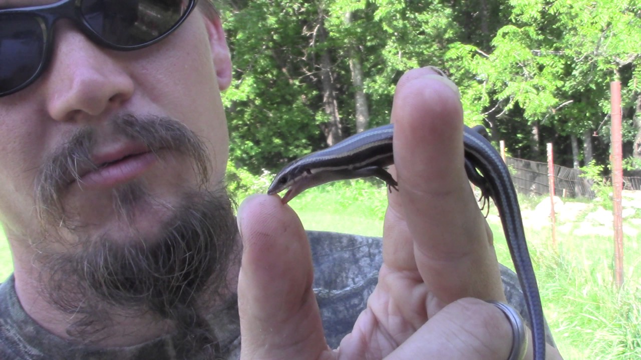 lizard skin grips THE WILD-MAN'S WILD FRIENDS VIDEO SERIES - FIVE LINED SKINK