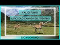 Il "Piccolo Canada" del Trentino ◭ Val di Fumo | Parco Adamello Brenta