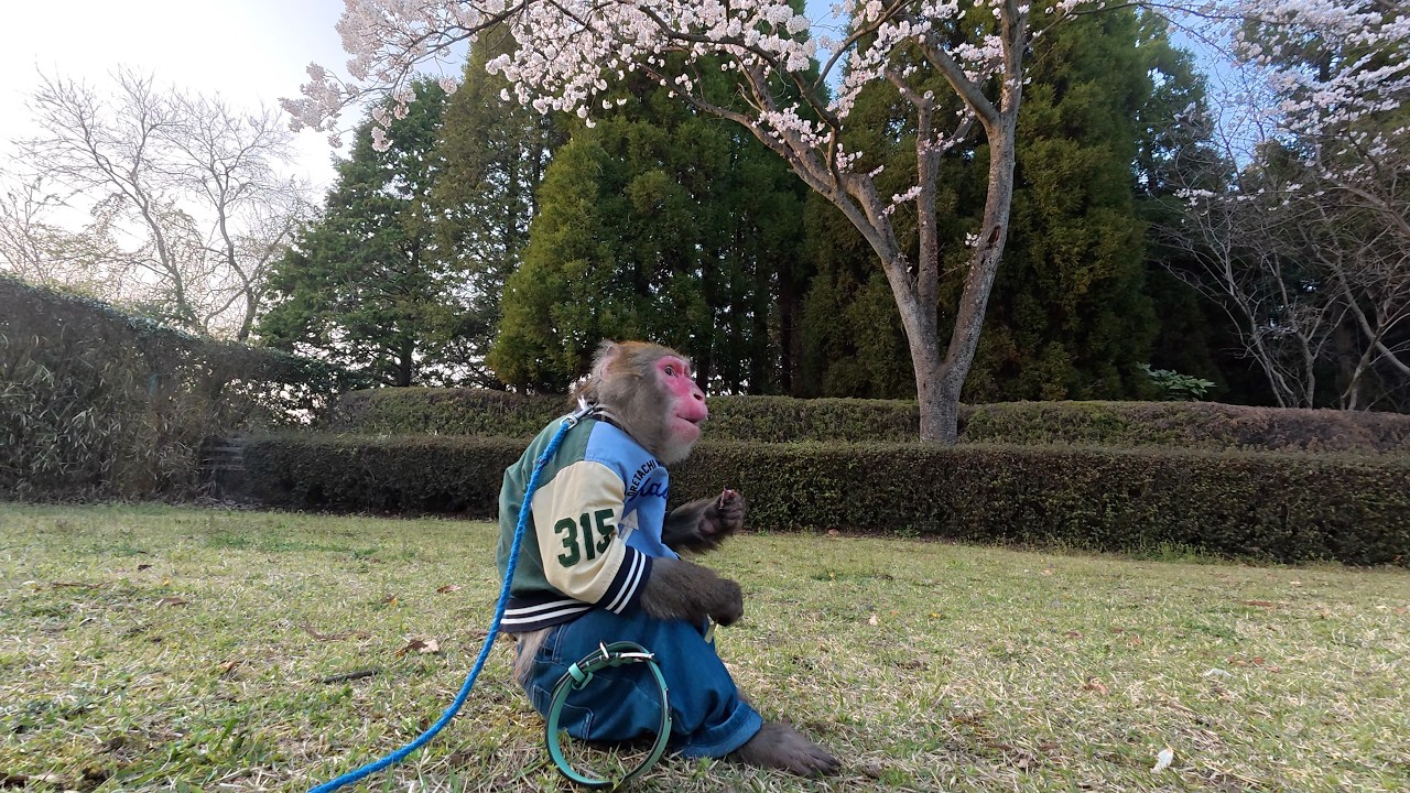 もやちゃんと一緒に花見をするカイくん