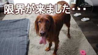 新居で愛用していたカーペットがついに限界を感じたので新しくすることにしましたアイリッシュセッター