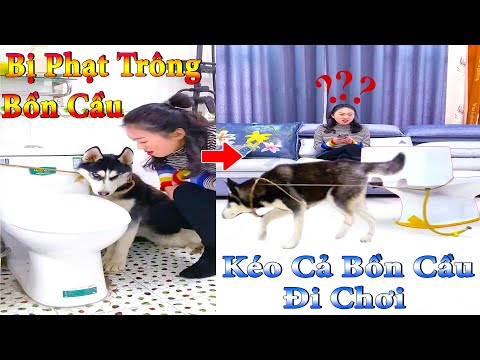 Thú Cưng TV | Dương KC Pets | Ngáo và Đầu Moi #2 | chó thông minh vui nhộn | funny cute smart dog