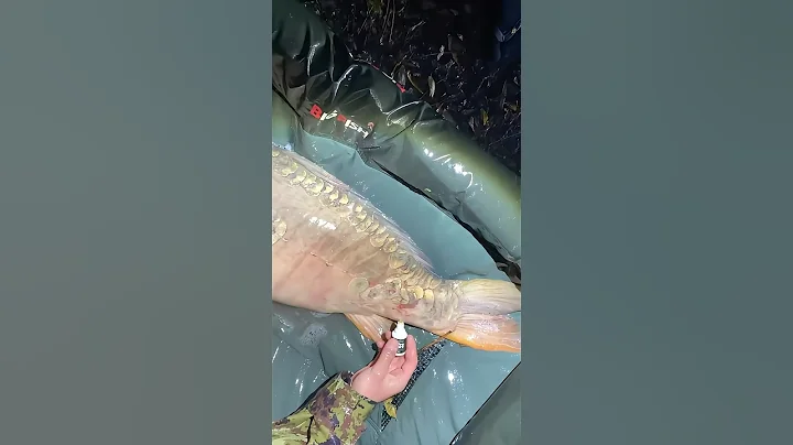 Just take care of it and put it back in the water.#fishingvideo #fishing #karpervissen #carpfishing