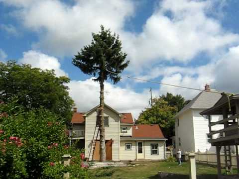 Big Pine Tree Gets Cut Down - YouTube