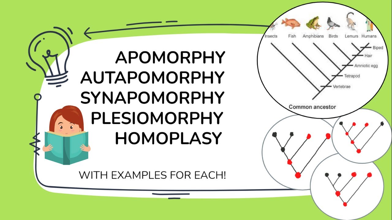 Apomorphy Synapomorphy Plesiomorphy Symplesiomorphy Homoplasy Autapomorphy With Examples!!