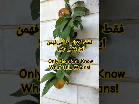 طعمی که همه بچگی شونو باهاش یادشون میاد This Taste Takes Everyone Back To Their Childhood Fruit 