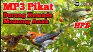 Suara Pikat Burung Kemade Momong Anak,Cuit..Cuit..