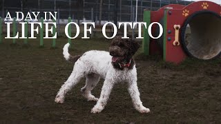 A day in life of Otto | Lagotto Romagnolo Puppy at the dog park