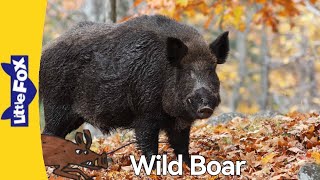 Full Meet the Animals 78: Wild Boar Guide