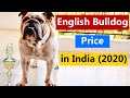 English Bulldog Price in India 2020 in Hindi の動画、YouTube動画。