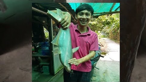 CÂU CÁ GIẢI TRÍ | Dính cá Tra sông 1.9kg mùa nước lũ |Cần Thơ quê tôi.