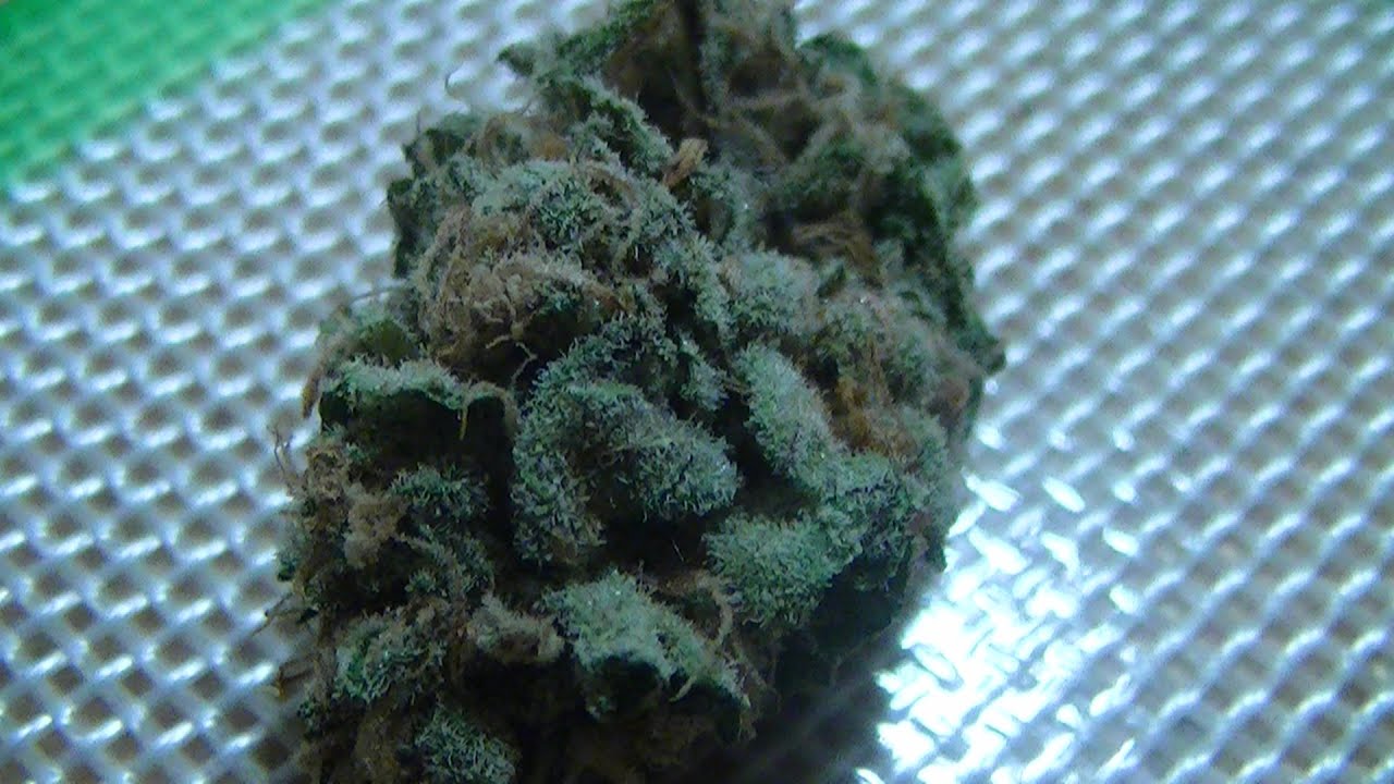 Green Ninja's Medical Cannabis Review:  Blue Magoo