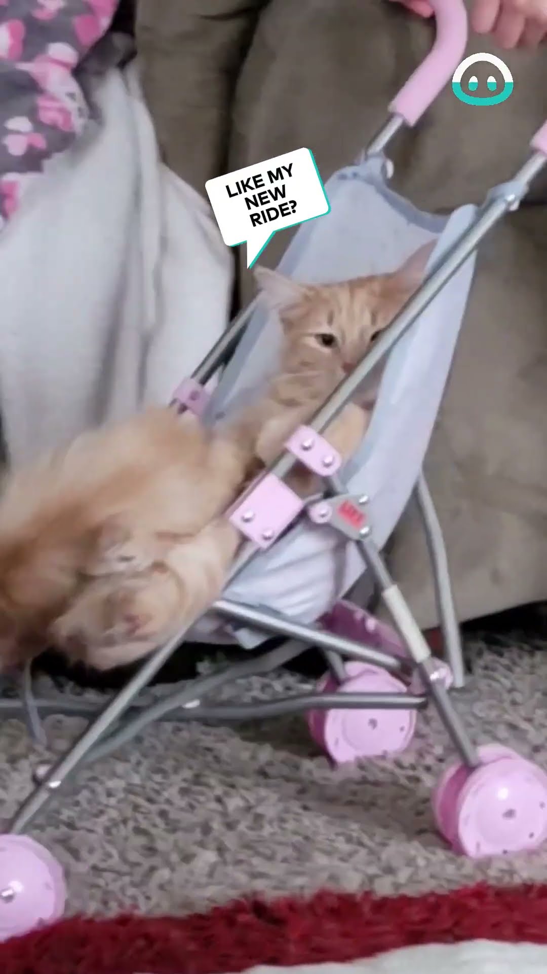 Cats Ride Doll Strollers || ViralHog