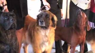 Westminster Kennel Club Dog Show Press Conference 2/10/11