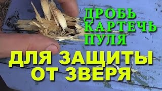 Какой патрон эффективней для защиты от зверя в лесу? Дробь Картечь или Пуля