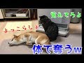 やられたらやり返す！が、その方法が笑っちゃう！そんな柴犬ハナと猫クロを集めました！ -- Shiba and cat.--