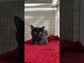 Brownie video