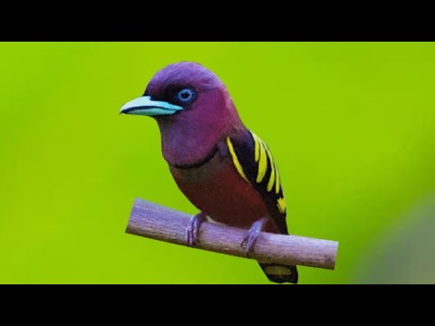MASTERAN SUARA BURUNG SEMPUR HUJAN TENGEK RIMBA