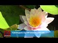 Ставок ботанічного саду УжНУ прикрасила водяна лілія
