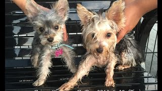 [MV #11] Yorkie, Prince Charming DoDo playing with Yorkie Ismee & Pomerianian - 20150630 (Tue)