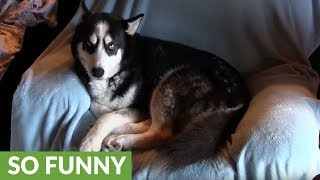 Husky told to get off chair, throws massive temper tantrum