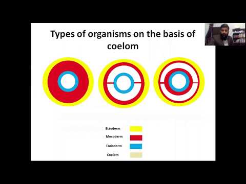 Video: Differenza Tra Schizocoelous Ed Enterocoelous