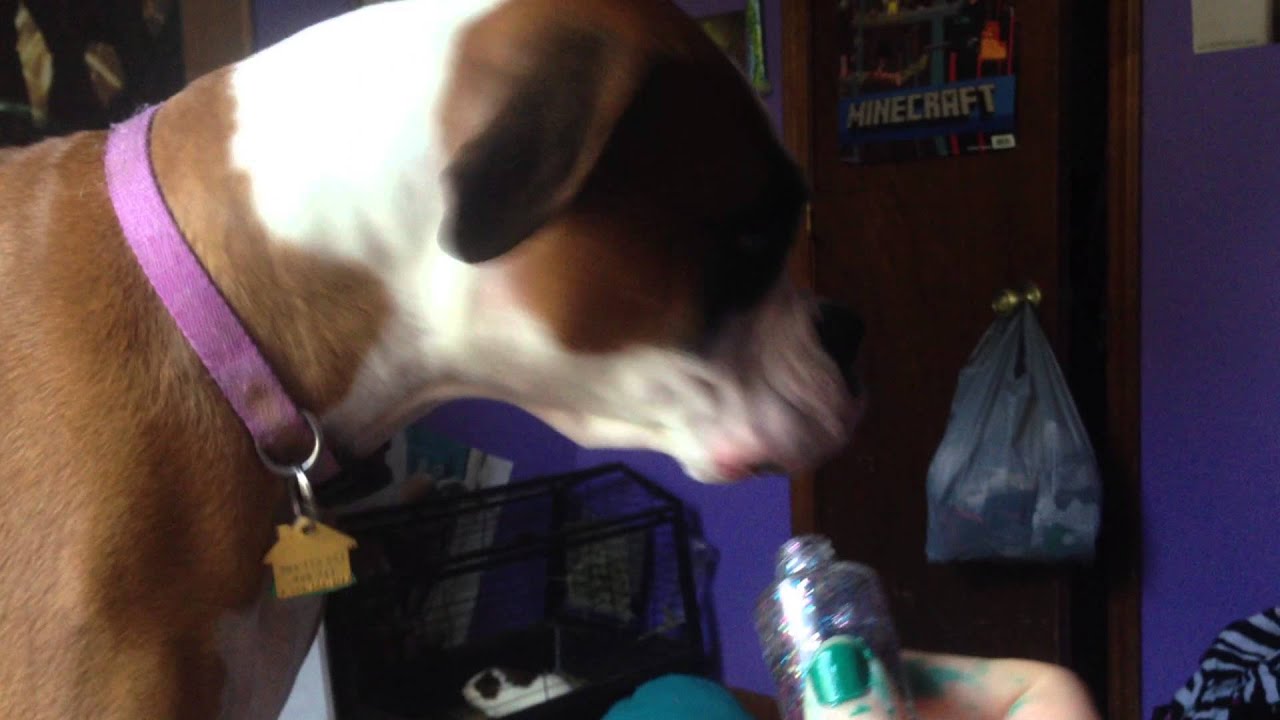 Lindsey's dog can't handle the smell of nail polish YouTube