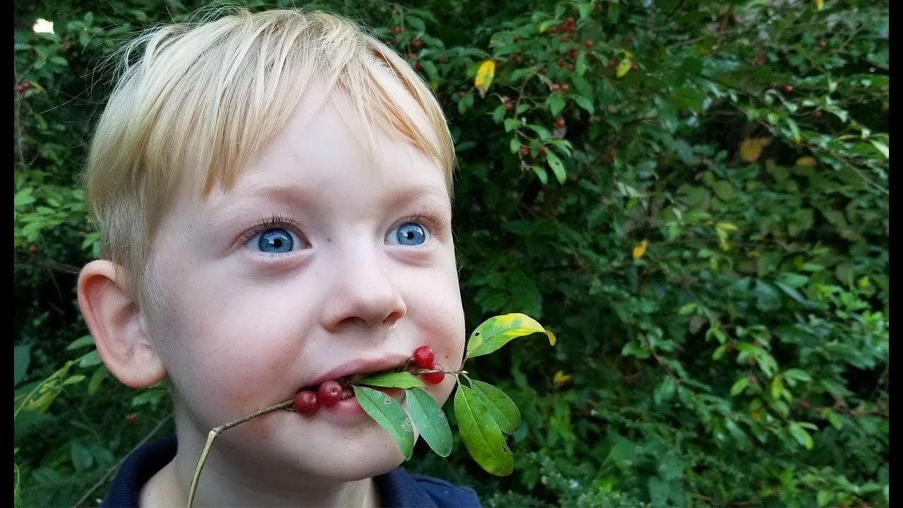 Making Fruit Leather from Wild Berries – Foraging Wild Edibles – Autumn Olives