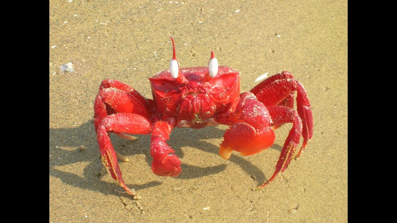 Red crab (rare and poisonous) on the beach of Digha, Mandarmani