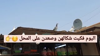 الفديو ثالث للتخريج الزغار اليوم فكيت شكالهن وتحارشت بيهن ?وصعدن على الدشر 