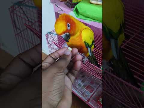#sembachaa #chillout #sunconure #conure #parrot #birds #funny #comedy #playfulparrot #playing #love