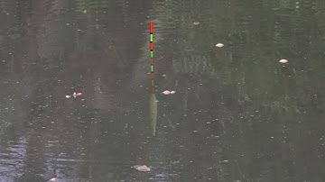 Câu Đài , Câu Trúng Bầy Cá Chốt Cá Rô Phi Quấn Ổ Xì Tim Giật Mỏi Tay Không Hết Cá