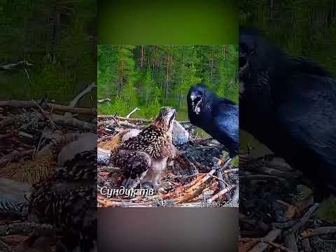Ворона разорила гнездо Скопы и попала в лапы лисы.